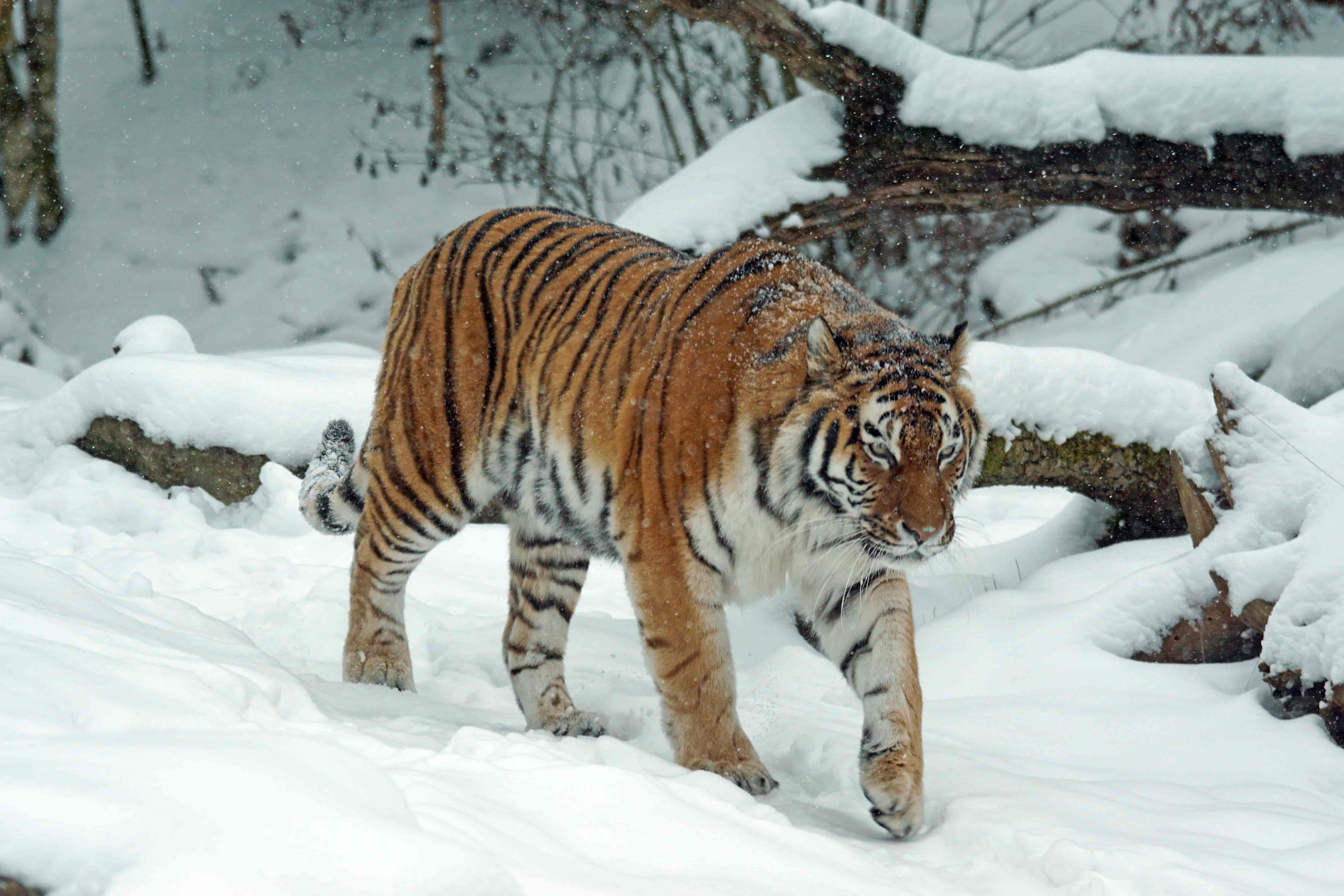 Siberian Tiger In Snowy Forest
